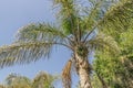 Crown of a palm tree in Cape Town South Africa