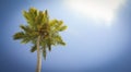 The crown of the palm trees against the sky.