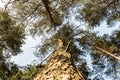 Crown of pine against the blue sky. Spring in a pine forest. View of the tops of the pine trees