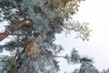 Crown pine trees. Bottom View