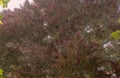 The crown of a red beech seen against a sunny and foggy sky. Royalty Free Stock Photo