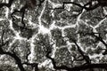 Crown shyness phenomenon or canopy spacing and disengagement of tree crown that avoid touching each other Royalty Free Stock Photo