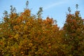 Crown of Sorbus aria tree with autumnal foliage and red fruits against blue sky in October