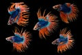 Crown Tail Betta action combine, Siamese fighting fish, blue and orange coloured pla-kad