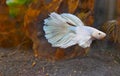 Crown Tail Fight-Fish, CrownTail Fight Fish, a freshwater aquarium fish