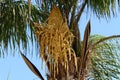 The crown of a tall palm tree against the blue sky Royalty Free Stock Photo