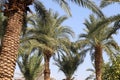 The crown of a tall palm tree against the blue sky Royalty Free Stock Photo