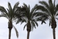 The crown of a tall palm tree against the blue sky Royalty Free Stock Photo