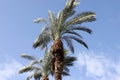 The crown of a tall palm tree against the blue sky Royalty Free Stock Photo