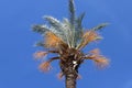 The crown of a tall palm tree against the blue sky Royalty Free Stock Photo