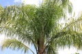 The crown of a tall palm tree against the blue sky Royalty Free Stock Photo