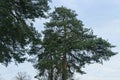 Crown of tall pine conifer with green needles on the background of sky