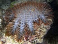 Crown of Thorns Acanthaster planci