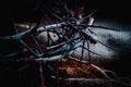 Crown of thorns as a symbol of death and resurrection of Jesus Christ for our sins. Religion concept. Horizontal image Royalty Free Stock Photo