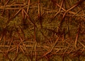 Crown of Thorns Background