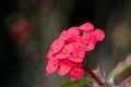 Crown of thorns, Christ Thorn.Desert Rose (Desert Rose). Royalty Free Stock Photo