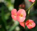 Crown Of Thorns Or Euphorbia In Bloom