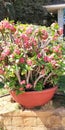 Crown thorns Euphorbia milii pink flowers natural plant cactus