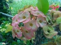 Crown of thorns,Euphorbia milli pink. Royalty Free Stock Photo