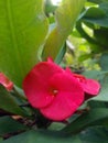Crown of thorns,Euphorbia milli red. Royalty Free Stock Photo