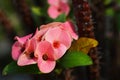 Crown of Thorns flower