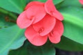 Crown of thorns flowers [Euphorbia milii Desmoul] Royalty Free Stock Photo