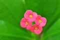 Crown of thorns flowers (Euphorbia milli Desmoul)