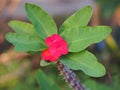 Crown of thorns flowers Euphorbia milli Desmoul Royalty Free Stock Photo