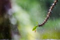 Crown of thorns flowers tree With rain drops background Royalty Free Stock Photo