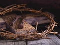 Crown of Thorns and Nails on a Wooden Cross Royalty Free Stock Photo