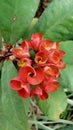 Crown of thorns flower