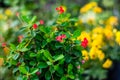 Crown of thorns red flowers Dwarf tree Royalty Free Stock Photo