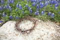 Crown of thorns on rock beside Texas bluebonnets Royalty Free Stock Photo
