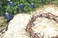 Crown of thorns on rocky ground with Texas Bluebonnets Royalty Free Stock Photo