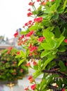 Red flower of Christ Thorn , Auspicious plant in Chinese religious venues