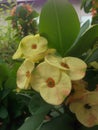 Crown of thorns,Euphorbia milli yellow Royalty Free Stock Photo