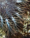 Close up Crown of Thorns urchin with spikes on Coral Reef Royalty Free Stock Photo