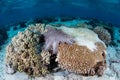 Crown-of-Thorns Seastar Feeding on Coral Royalty Free Stock Photo