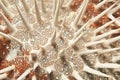 Crown of Thorns starfish Royalty Free Stock Photo