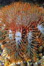 Crown of Thorns starfish Royalty Free Stock Photo
