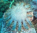 Crown of Thorns Starfish