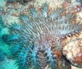 Crown of Thorns Starfish Royalty Free Stock Photo
