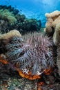 Crown of Thorns Starfish Royalty Free Stock Photo