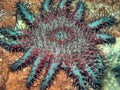 crown-of-thorns starfish , Acanthaster planci