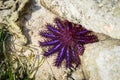 The crown-of-thorns starfish Acanthaster planci