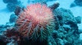 Crown of thorns starfish - Acanthaster planci - the world largest starfish , predator of hard corals, causes destruction of cora