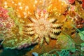 Crown of thorns starfish - Acanthaster planci - the world largest starfish , predator of hard corals, causes destruction of cora