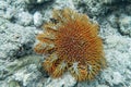 Crown of thorns starfish - Acanthaster planci - the world largest starfish , predator of hard corals