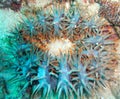 Crown of Thorns Starfish Blur Royalty Free Stock Photo