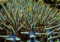 Crown of Thorns Starfish Royalty Free Stock Photo